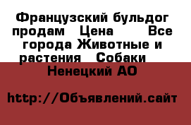 Французский бульдог продам › Цена ­ 1 - Все города Животные и растения » Собаки   . Ненецкий АО